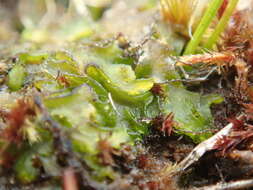 Image of Phymatoceros bulbiculosus (Brot.) Stotler, W. T. Doyle & Crand.-Stotl.