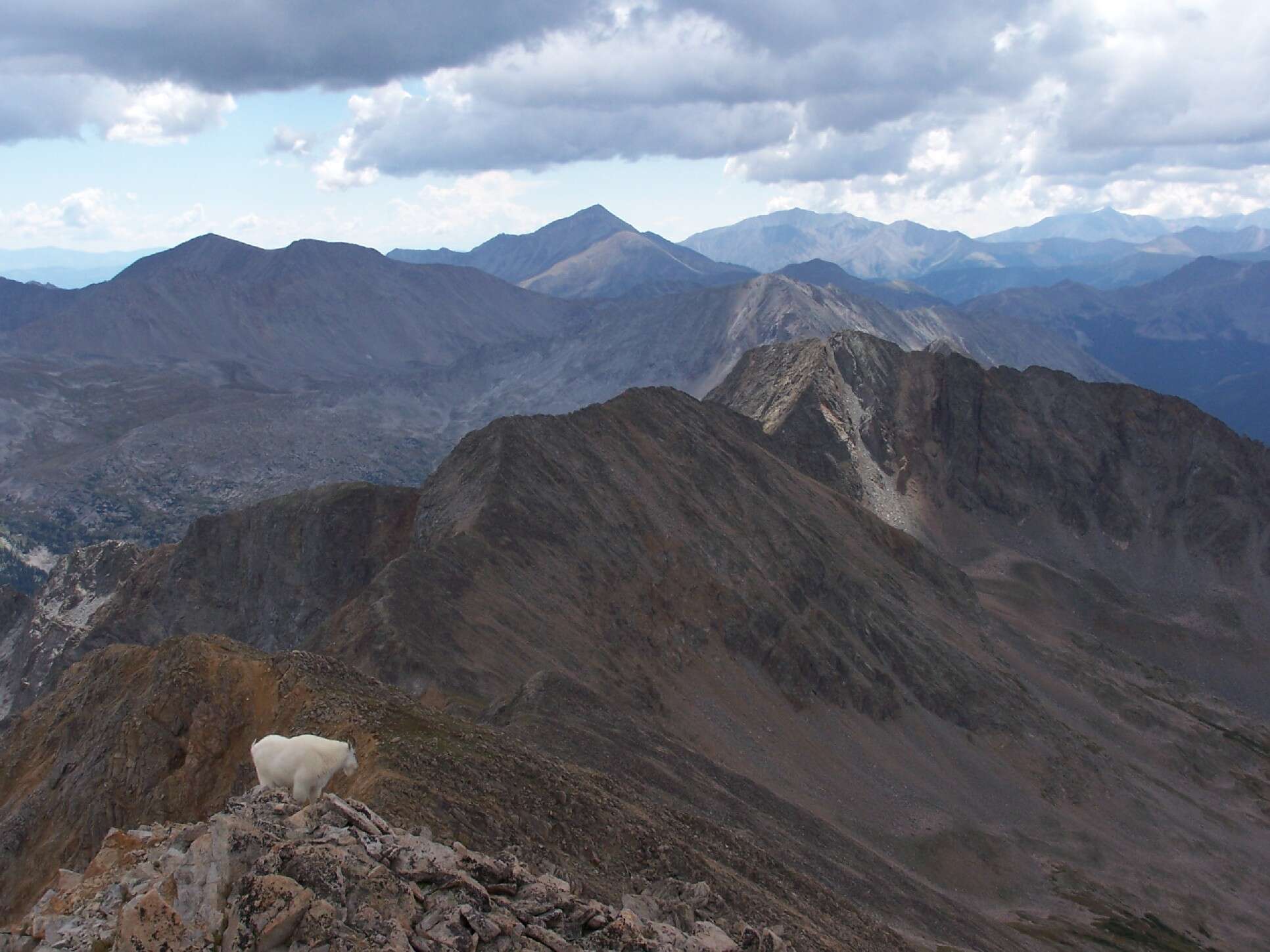 Image of mountain goat