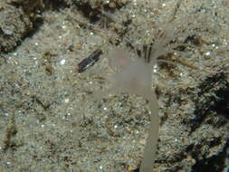 Image of fairy palm hydroid