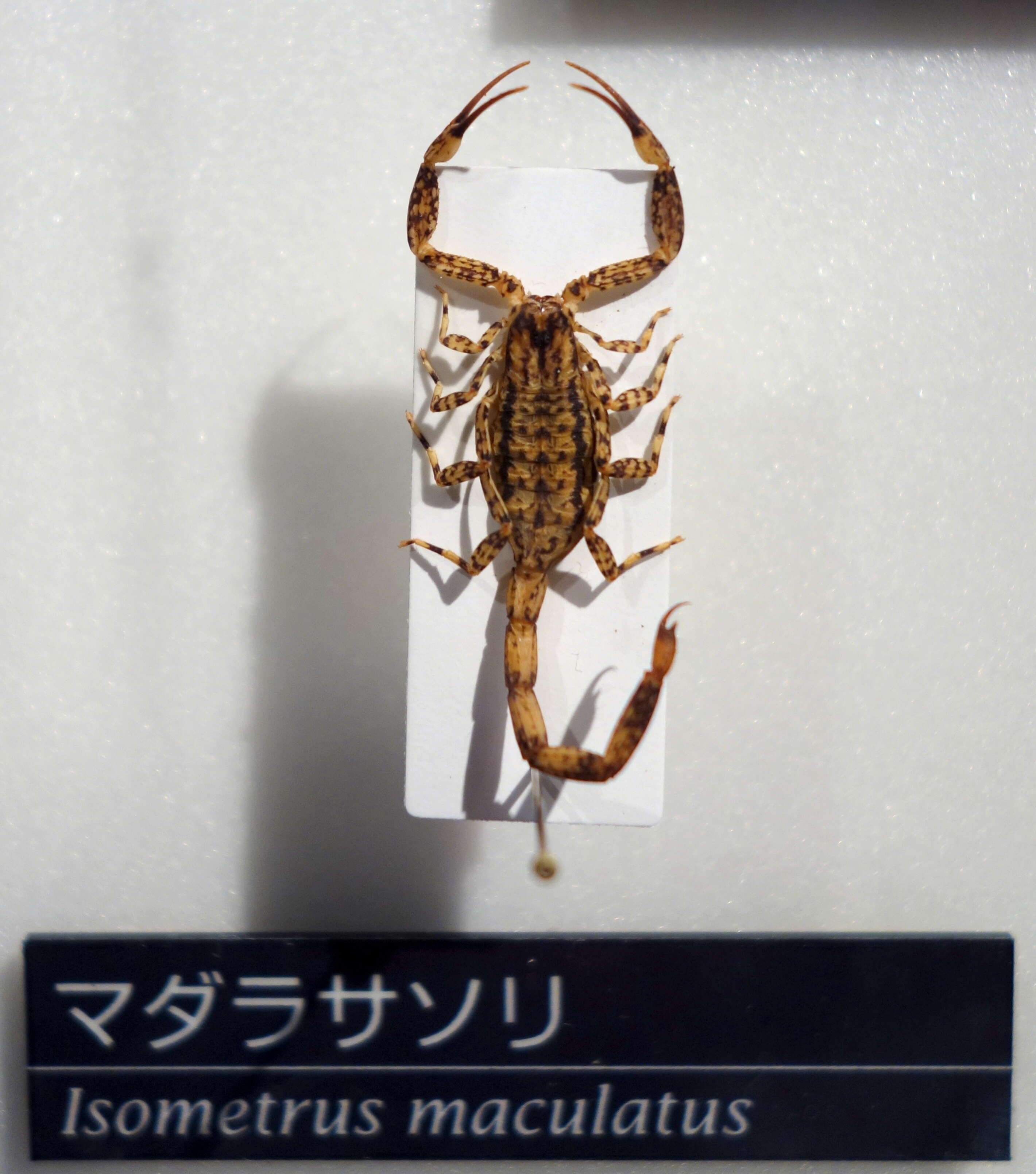 Image of Lesser brown scorpion