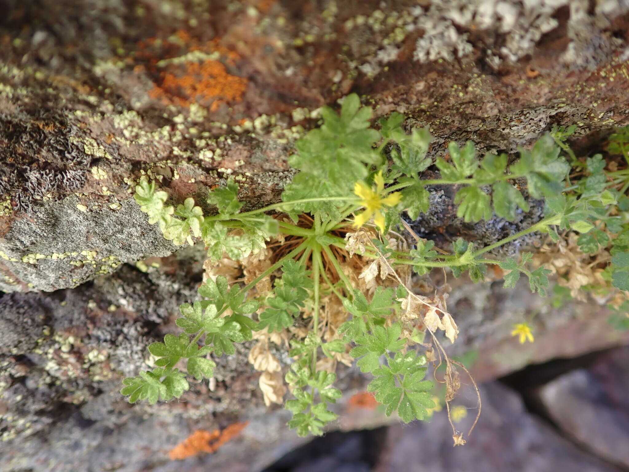 Image de Ivesia arizonica (Eastw. ex J. T. Howell) B. Ertter