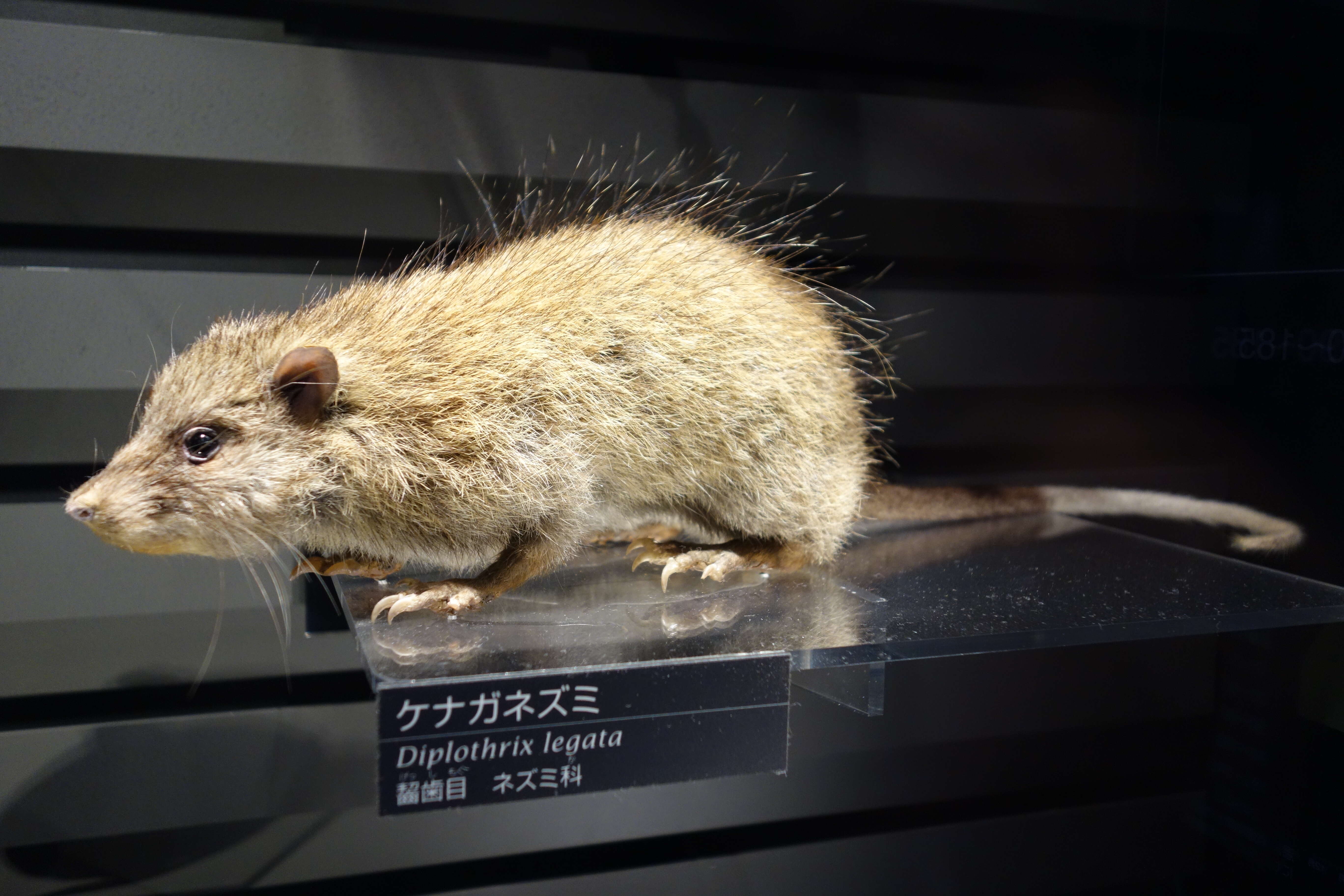 Image of Ryukyu Islands Tree Rat