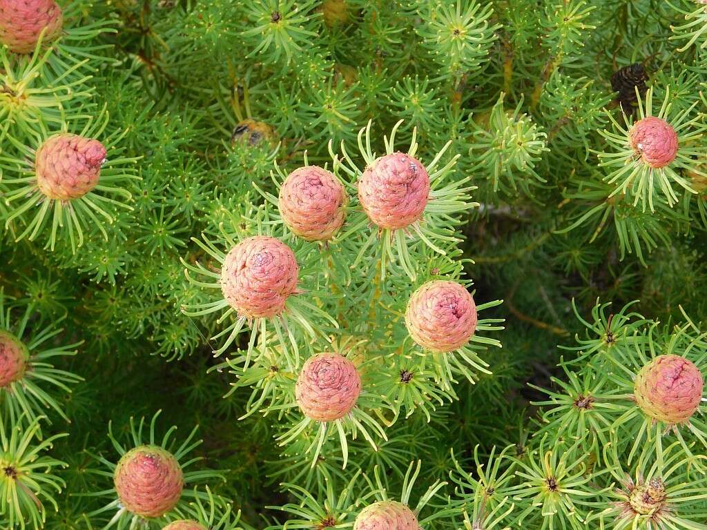 Image of Leucadendron teretifolium (Andrews) I. Williams