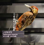Image of Noguchi's Woodpecker