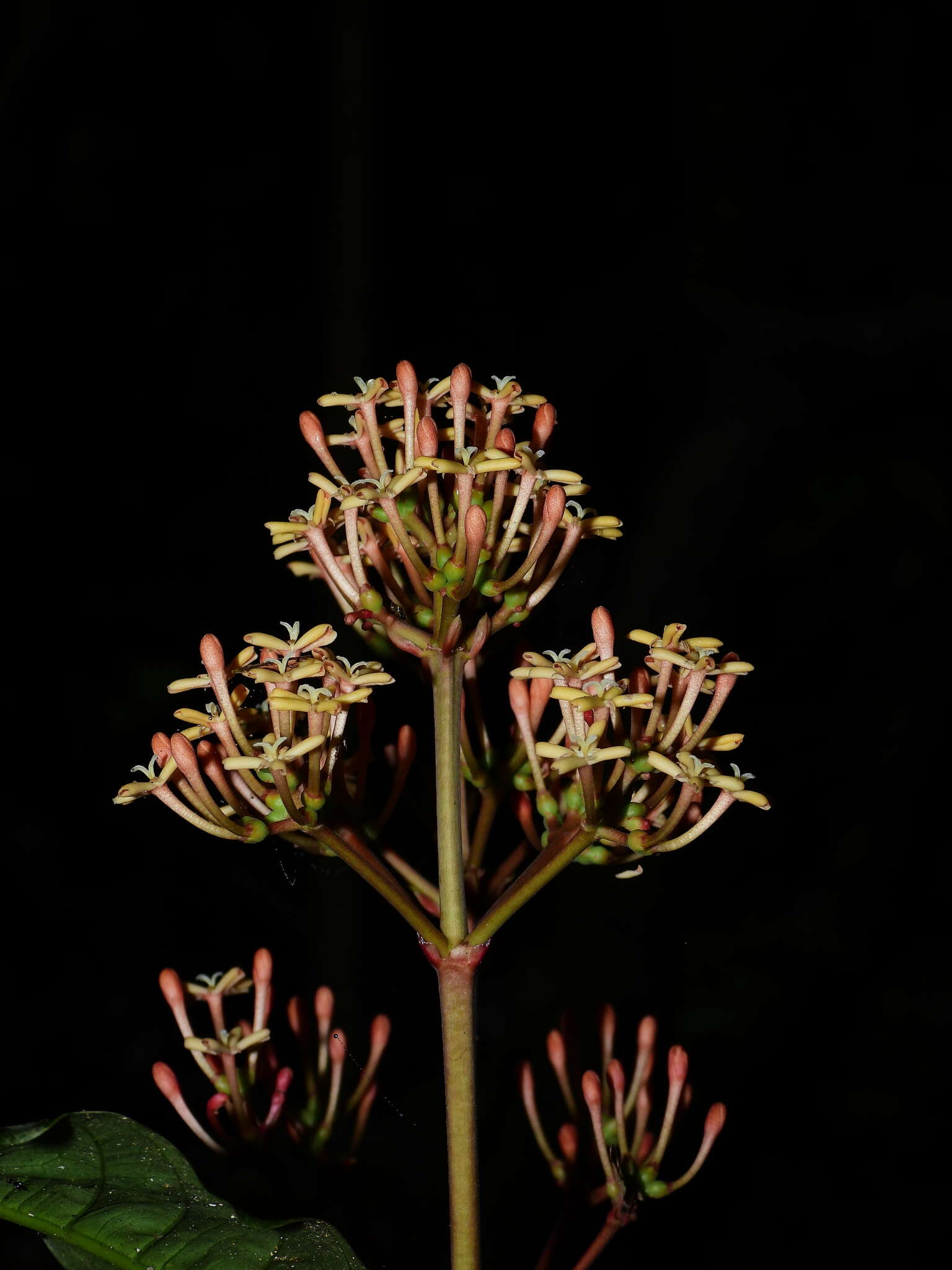 Imagem de Ixora piresii Steyerm.