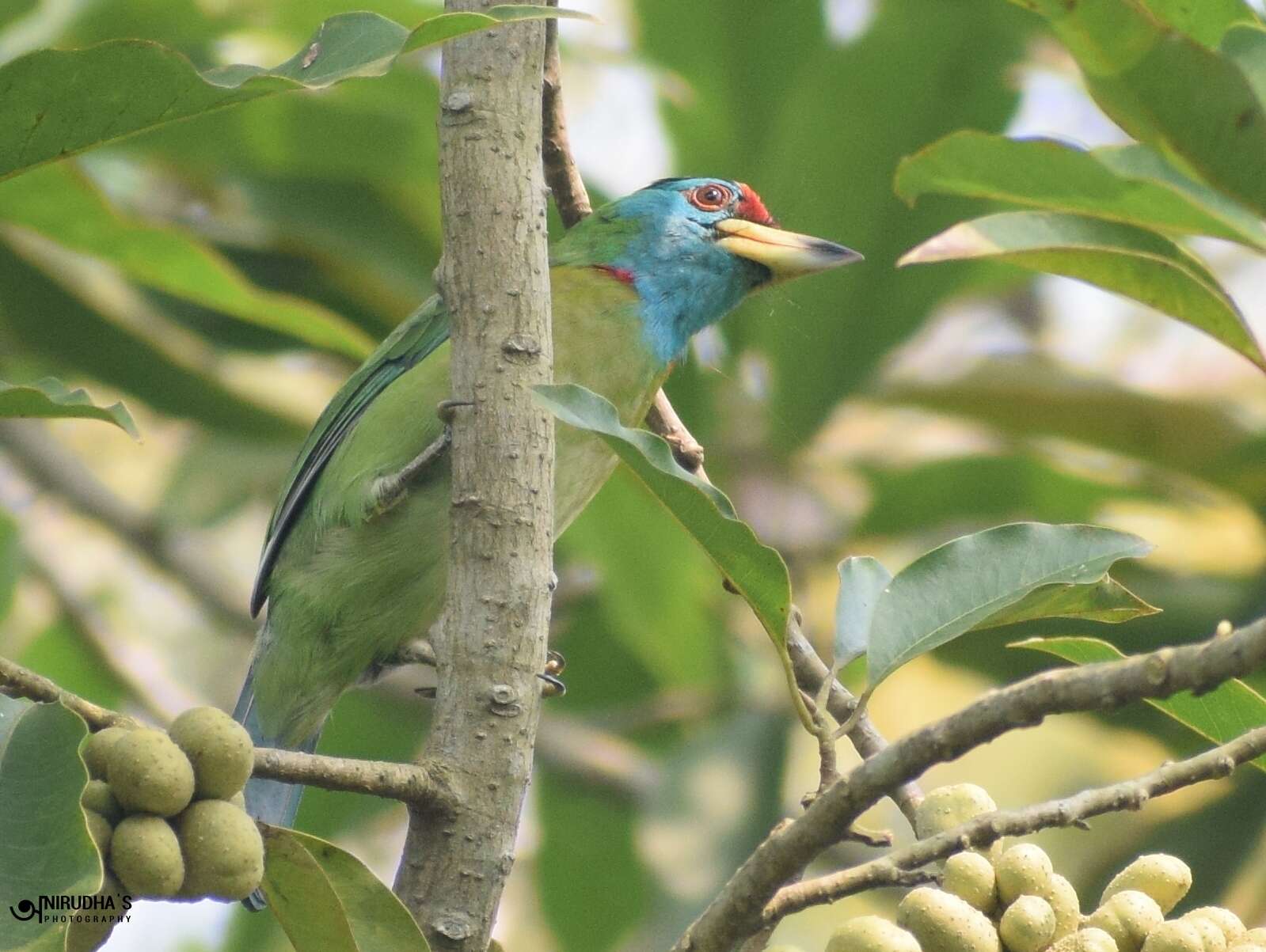 Sivun Psilopogon asiaticus (Latham 1790) kuva