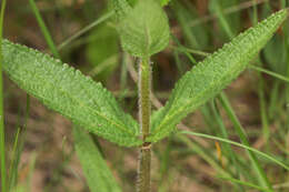 Image of Hairy Hedge-Nettle