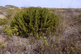 Image of Phoenician Juniper