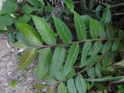 Image of Phyllanthus eriocarpus (Champ. ex Benth.) Müll. Arg.