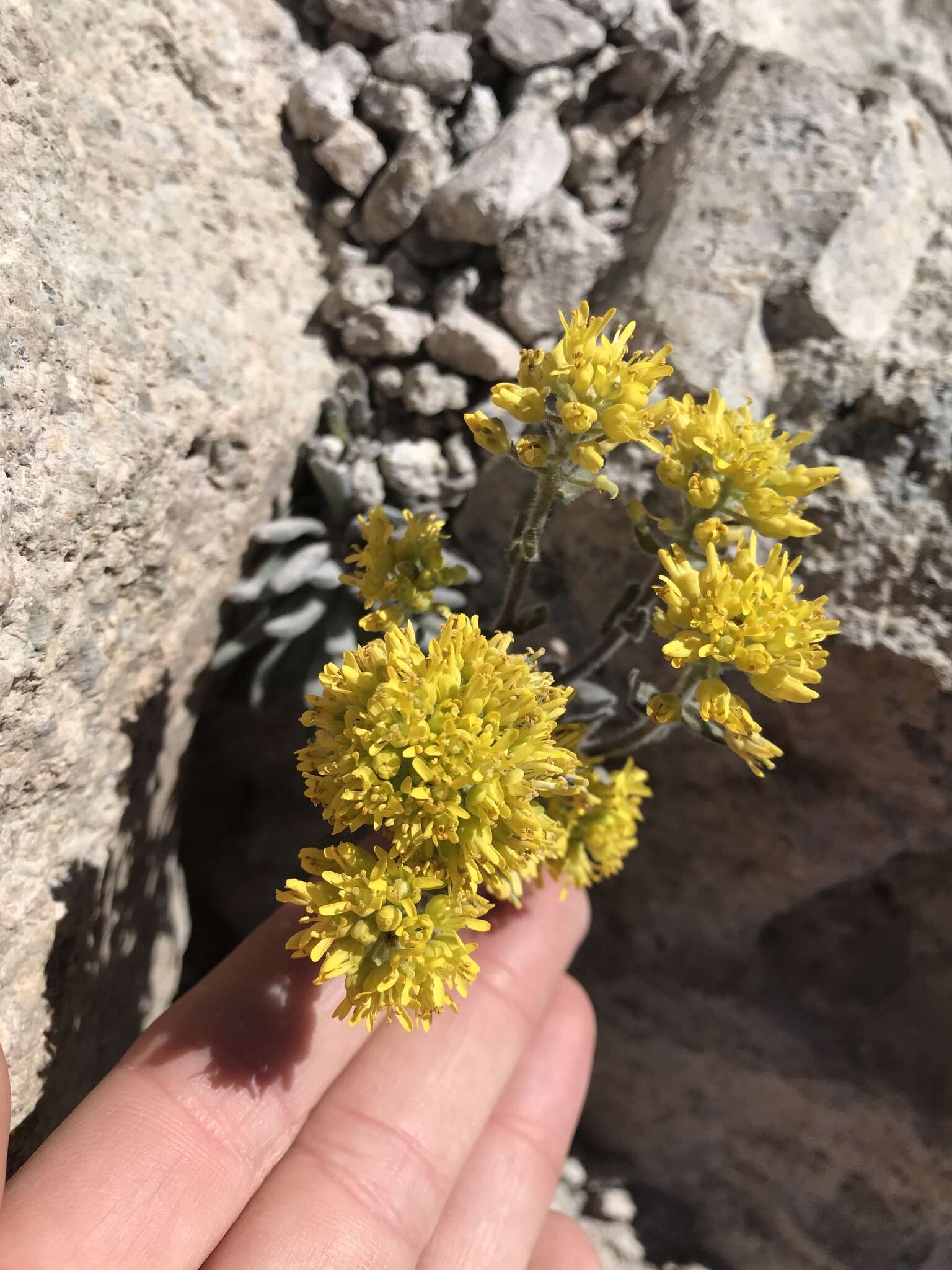 Image of Mt. Lassen draba