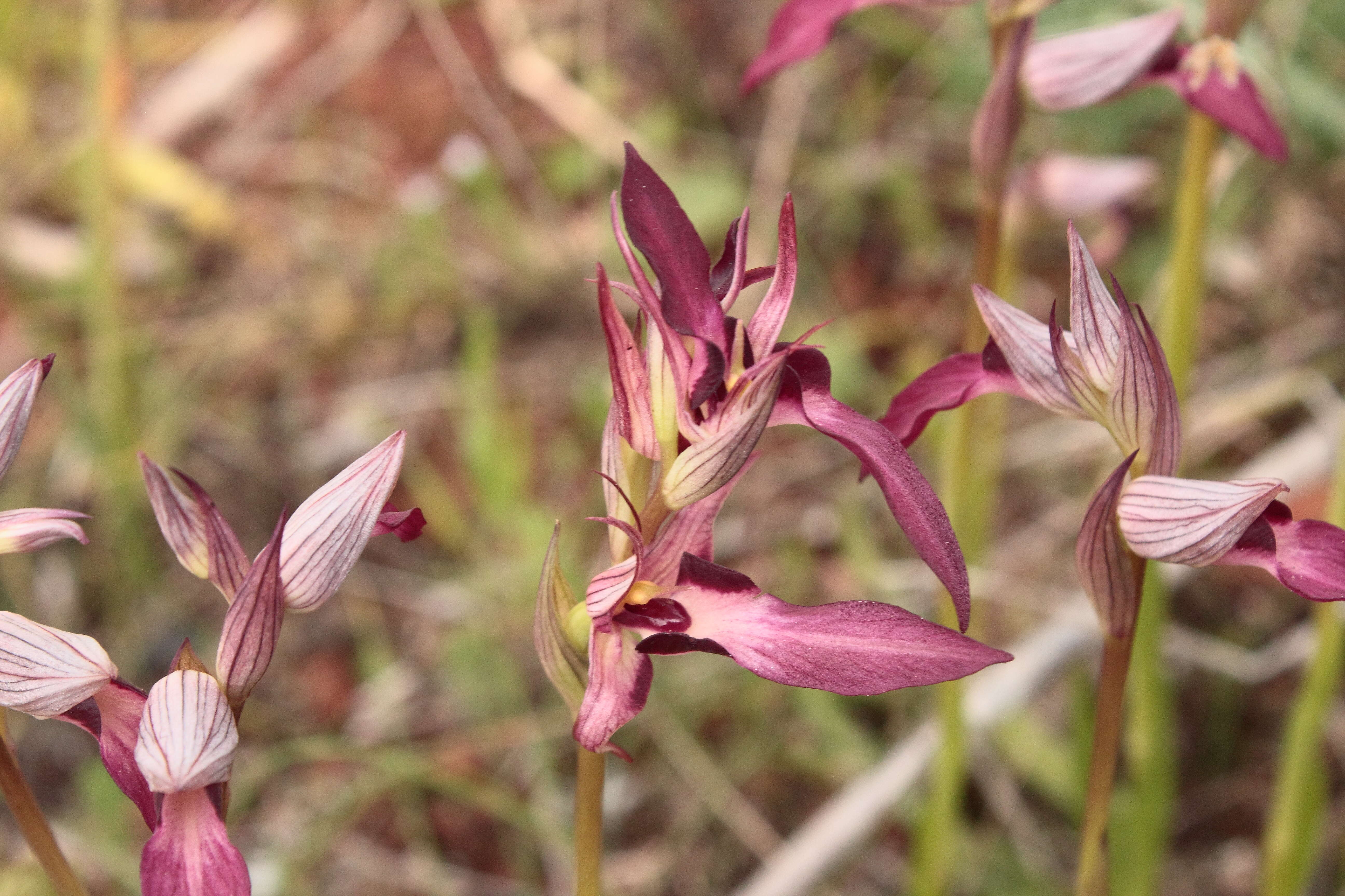 صورة Serapias strictiflora Welw. ex Veiga