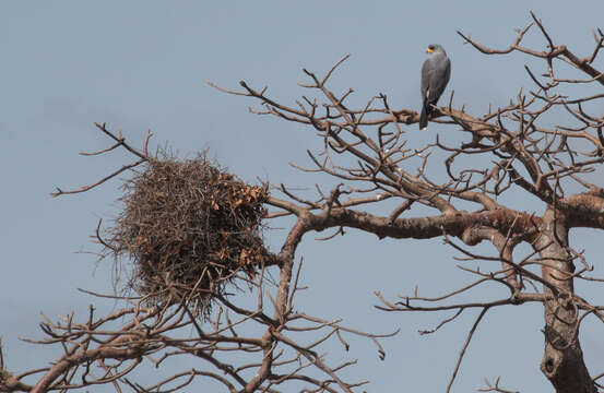 Image of Eastern Chanting Goshawk