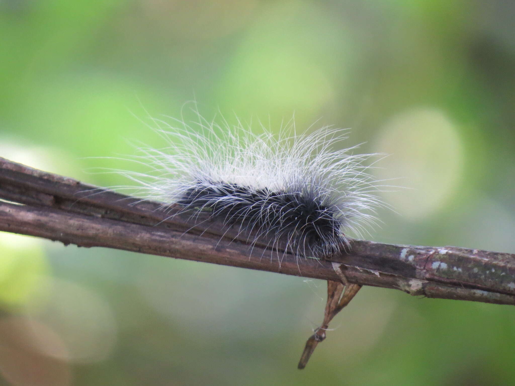 Слика од Macrobrochis gigas Walker 1854