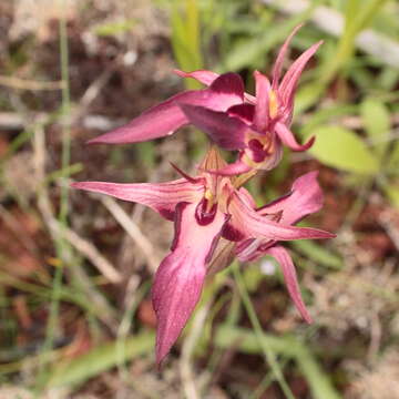 صورة Serapias strictiflora Welw. ex Veiga