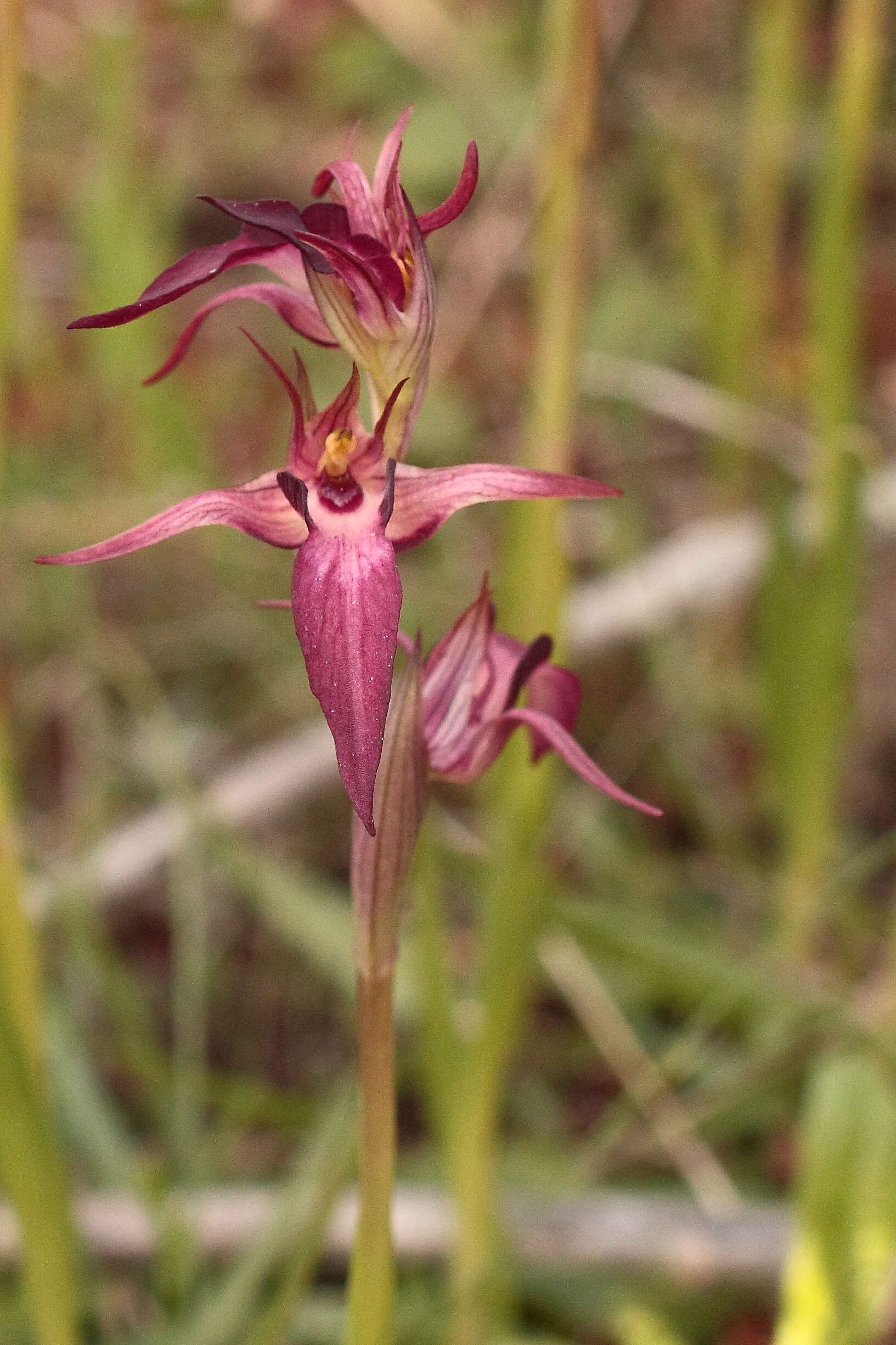 صورة Serapias strictiflora Welw. ex Veiga