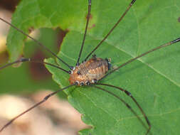 Image of Leiobunum uxorium (Crosby & Bishop 1924)