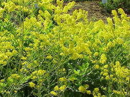 Image of woad