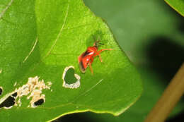 Pachymerocerus erythronotus (Berg 1883)的圖片