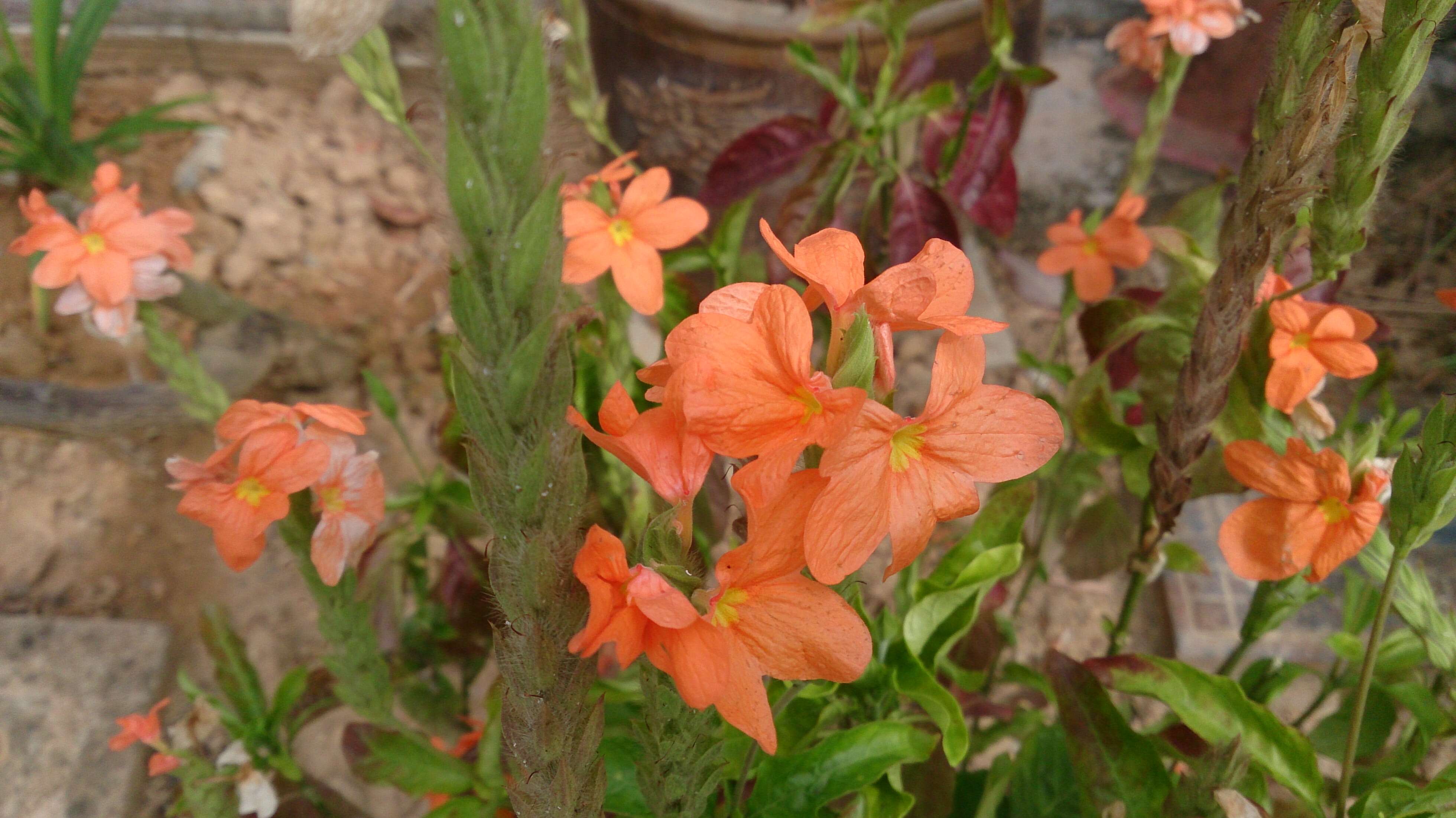 Imagem de Crossandra infundibuliformis (L.) Nees