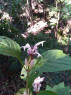 Image of Achyrospermum fruticosum Benth.