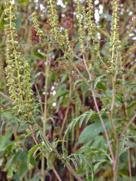 Image of annual ragweed