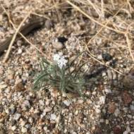 Imagem de Johnstonella angustifolia (Torr.) Hasenstab & M. G. Simpson