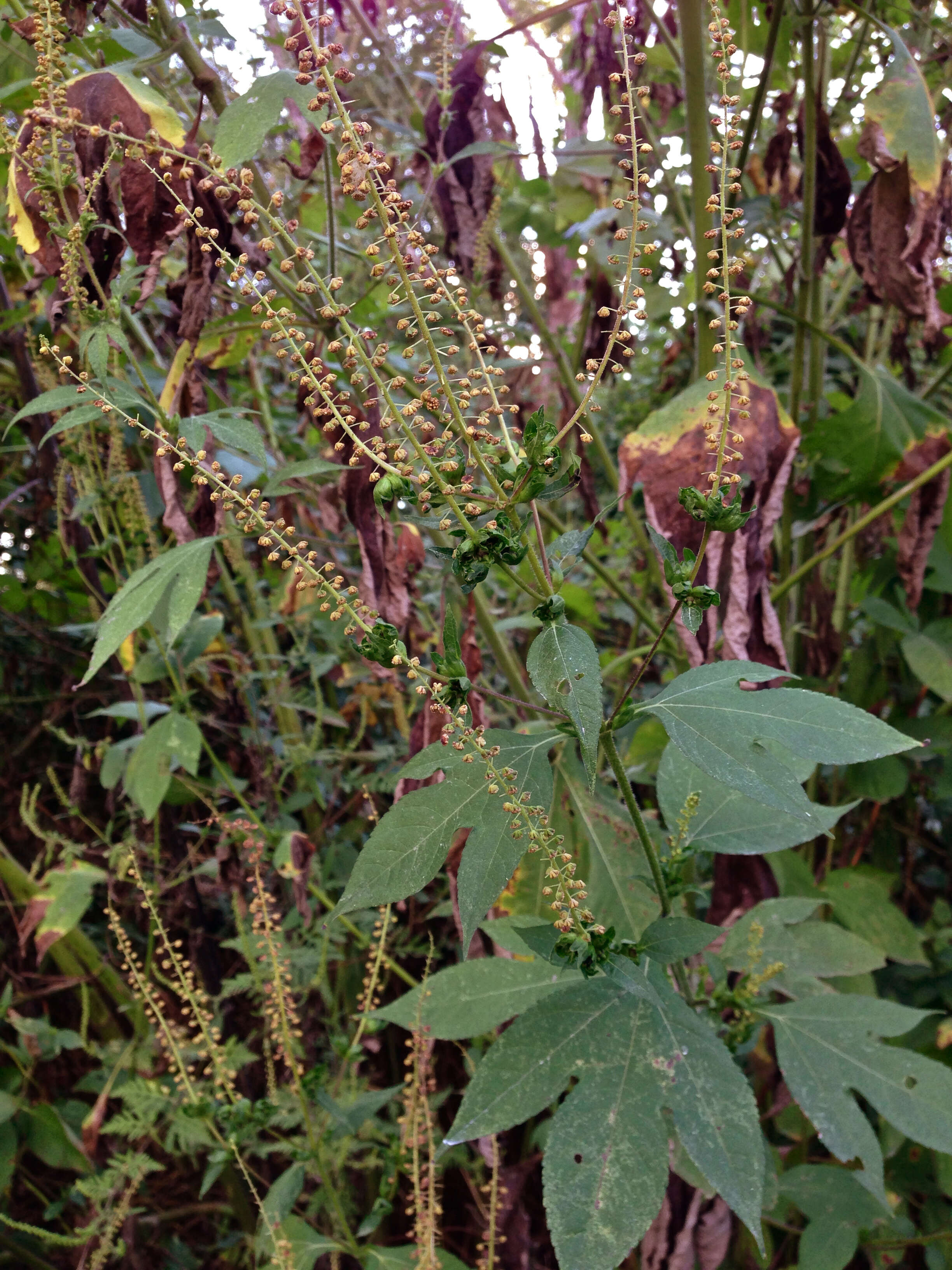 Image of great ragweed