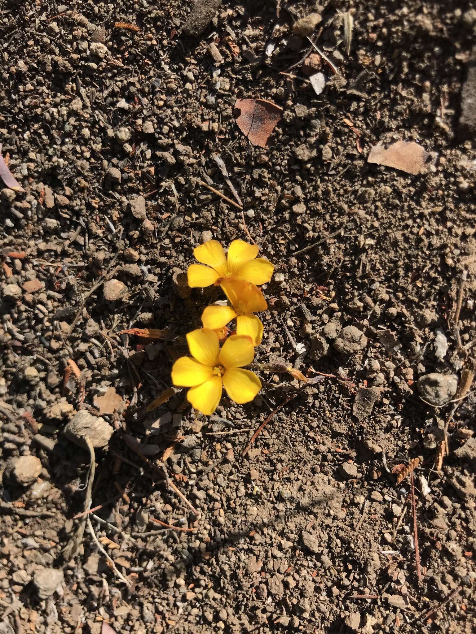 Imagem de Oxalis perdicaria (Mol.) Gunckel