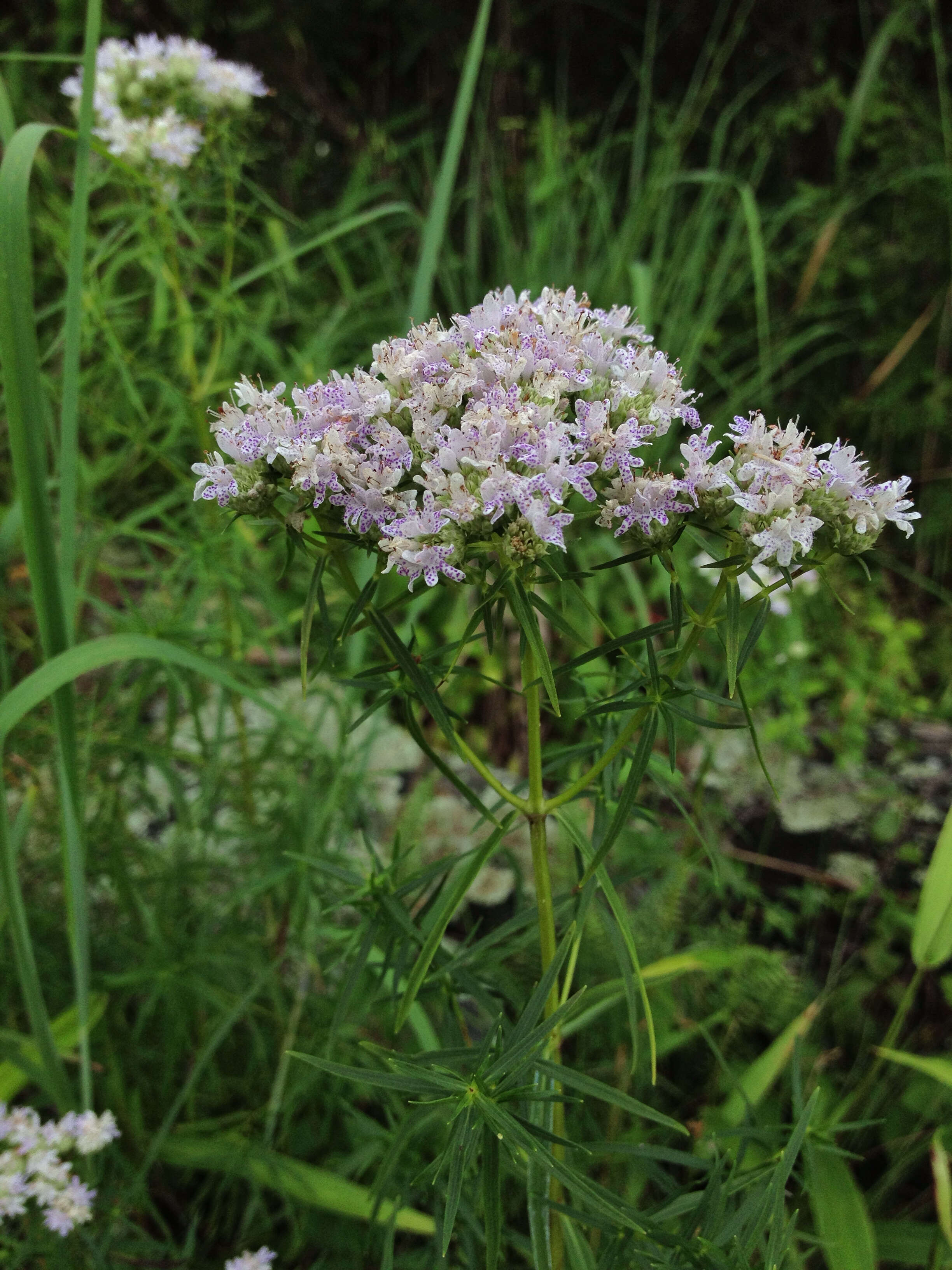 Imagem de Pycnanthemum tenuifolium Schrad.