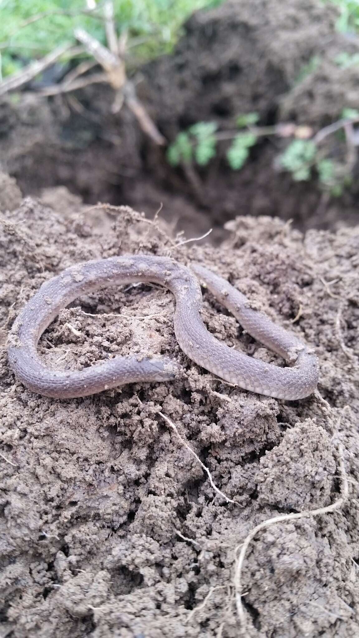 Image of Rough Earth Snake