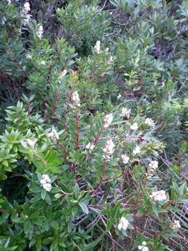 Image of Gaultheria ulei Sleum.