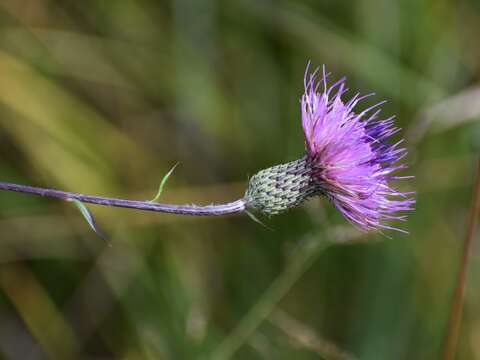 Image of Virginia Thistle