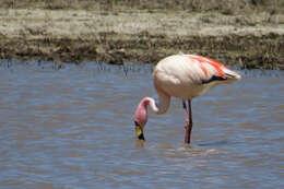 Image of James's Flamingo