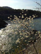 Imagem de Amelanchier arborea (Michx. fil.) Fern.