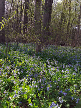 Image of Virginia Bluebell