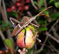 Image de Leptoglossus phyllopus (Linnaeus 1767)