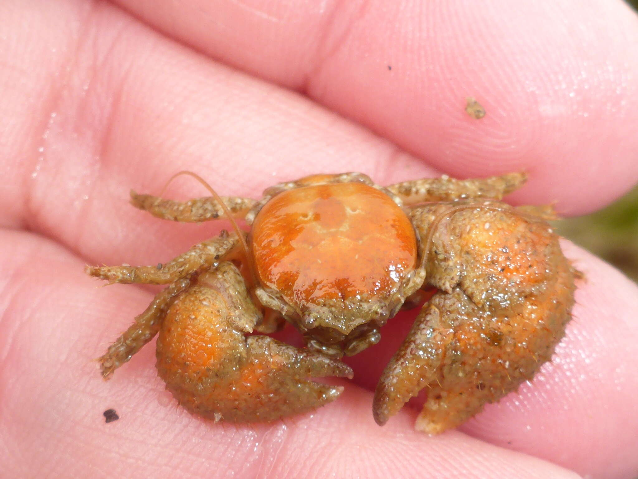 Image of pubescent porcelain crab