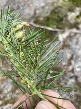 Image of Psoralea montana