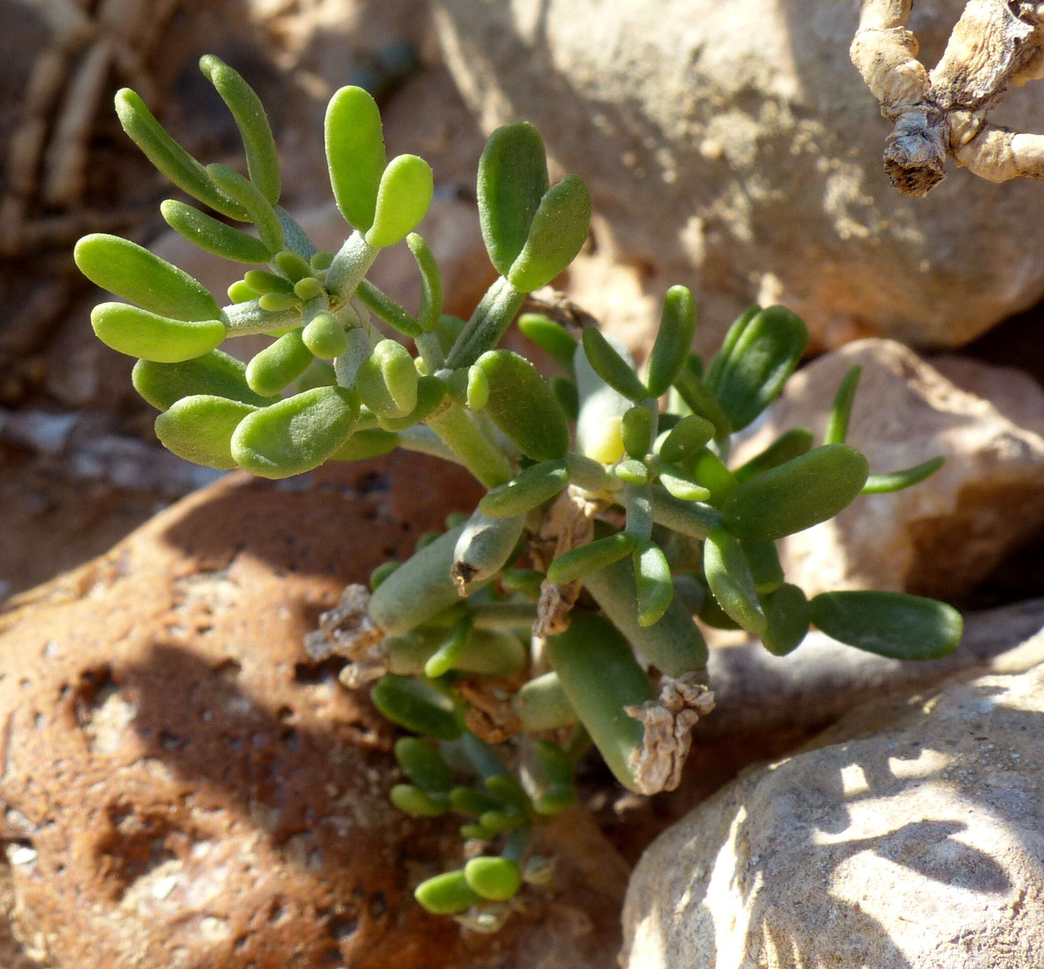 Image of Tetraena dumosa (Boiss.) Beier & Thulin