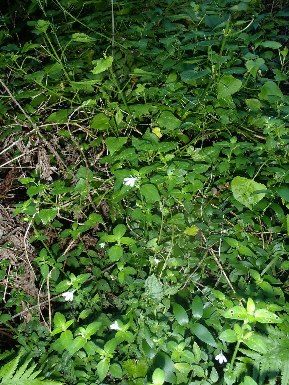 Image of Justicia tubulosa subsp. lateovata (C. B. Cl.) J. C. Manning & Goldblatt