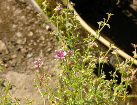 Image of Acisanthera uniflora (Vahl) Gleason