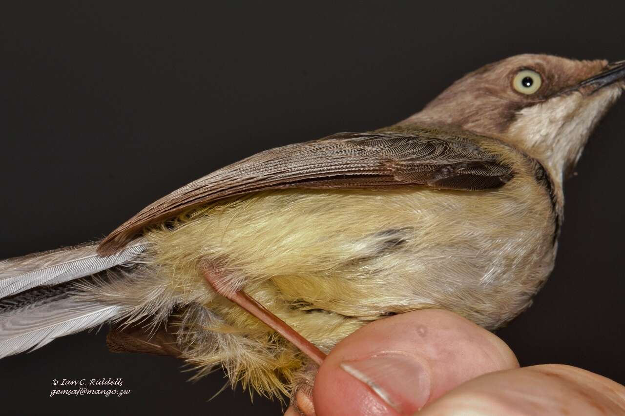 Image of Apalis thoracica rhodesiae Gunning & Roberts 1911