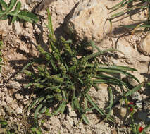 صورة Plantago crypsoides Boiss.