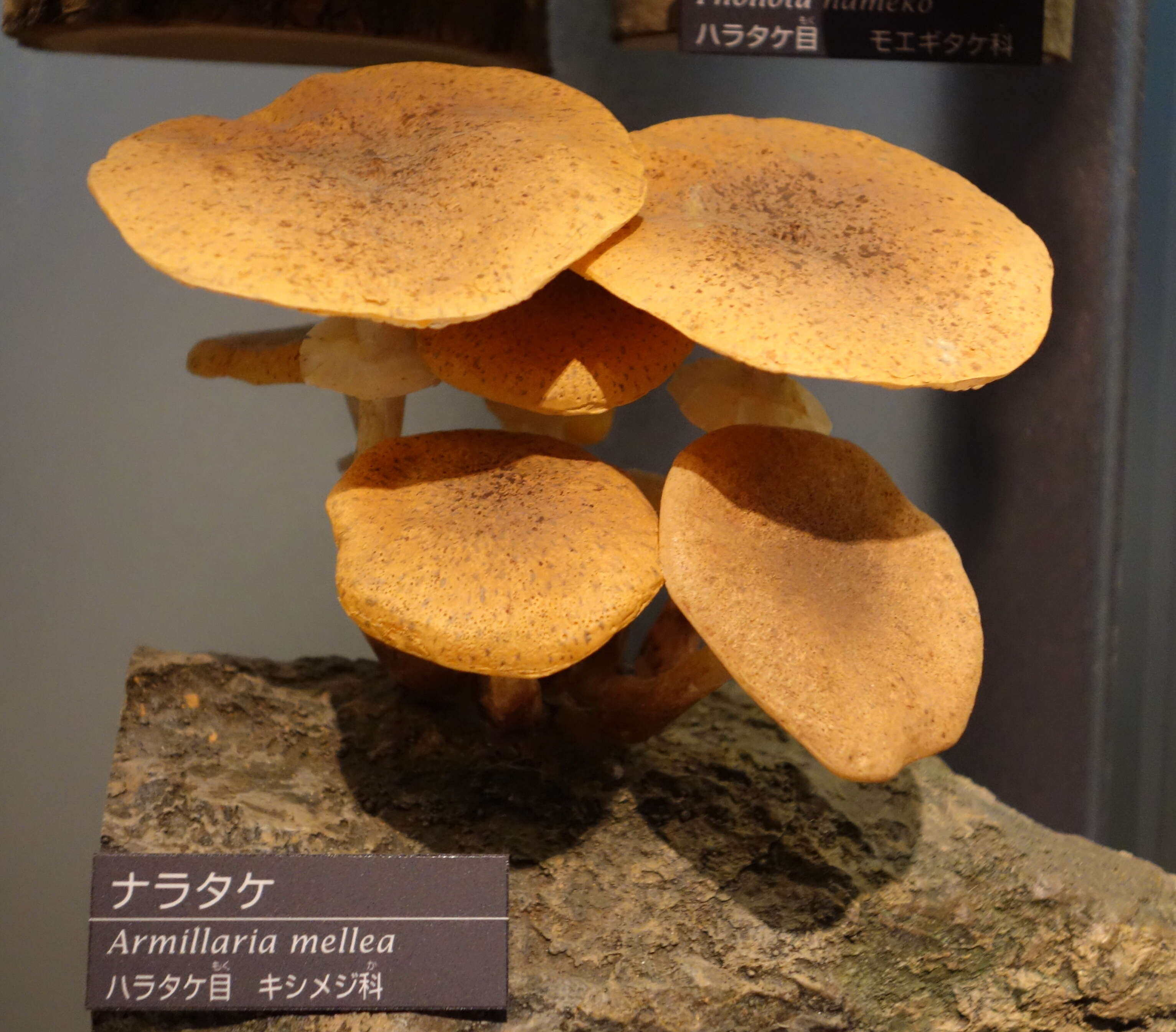 Image of Honey Fungus