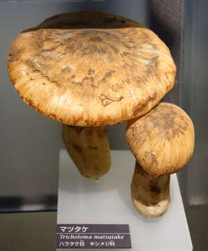 Tricholoma matsutake (S. Ito & S. Imai) Singer 1943 resmi