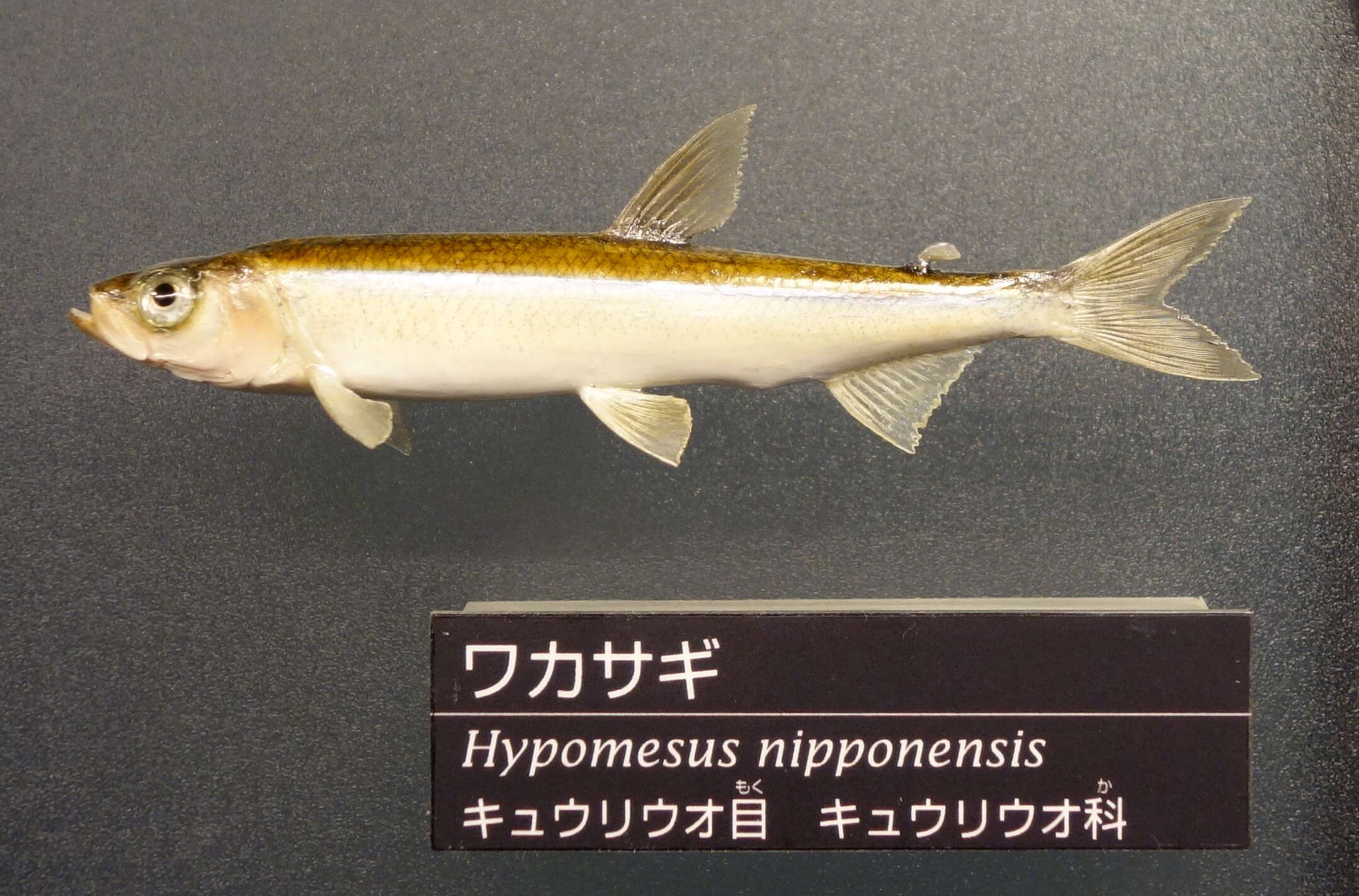 Hypomesus nipponensis McAllister 1963 resmi