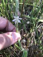 Слика од Trachyandra hirsutiflora (Adamson) Oberm.