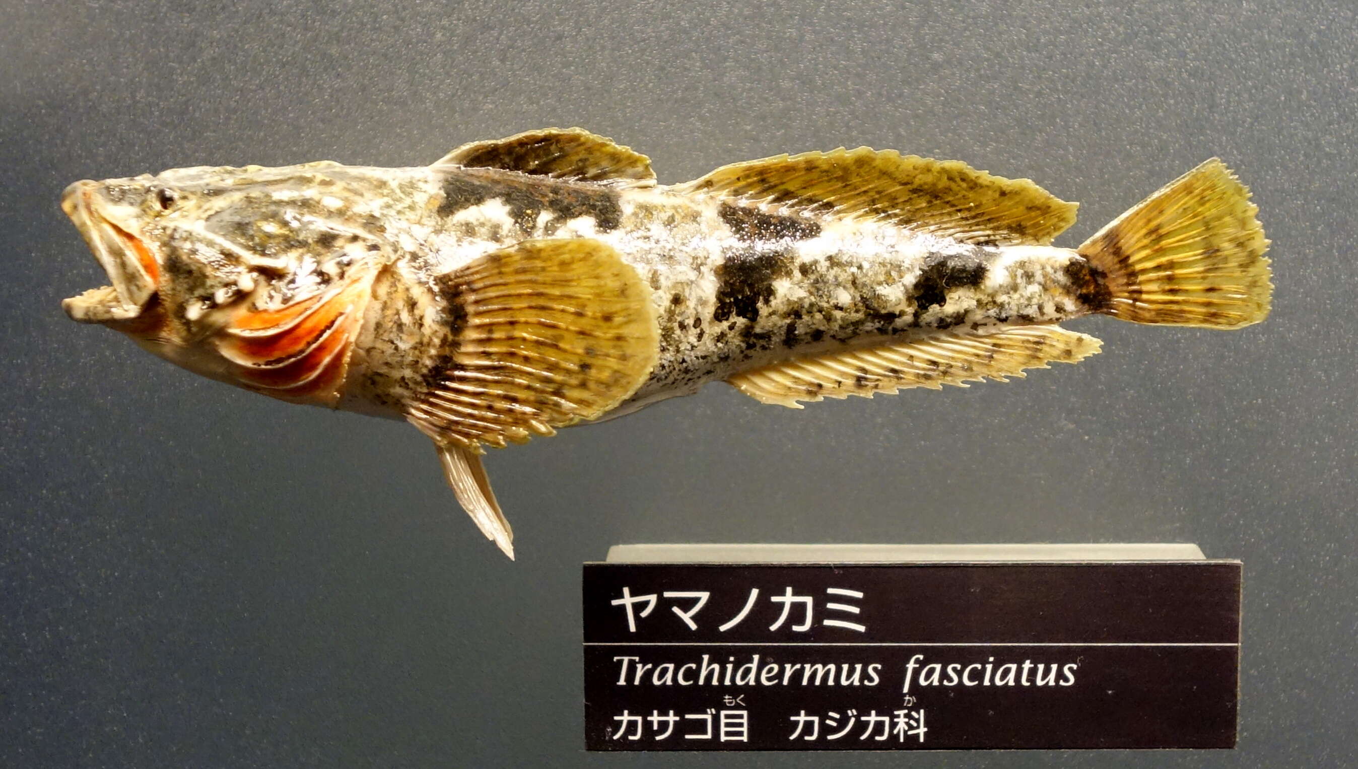 Image of Roughskin sculpin