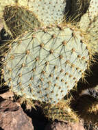 Image of Dollar-joint Prickly-pear