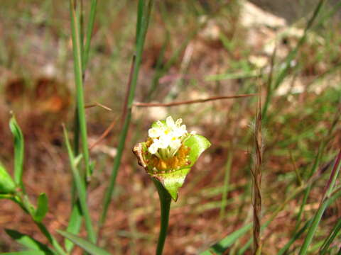 Image of Pimelea cornucopiae M. Vahl